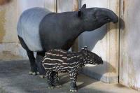 M_tapir04.jpg