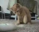 猫が電動歯ブラシを不思議がっている動画