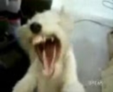 【動画】ある曲を聞くと悪魔のように変貌する犬